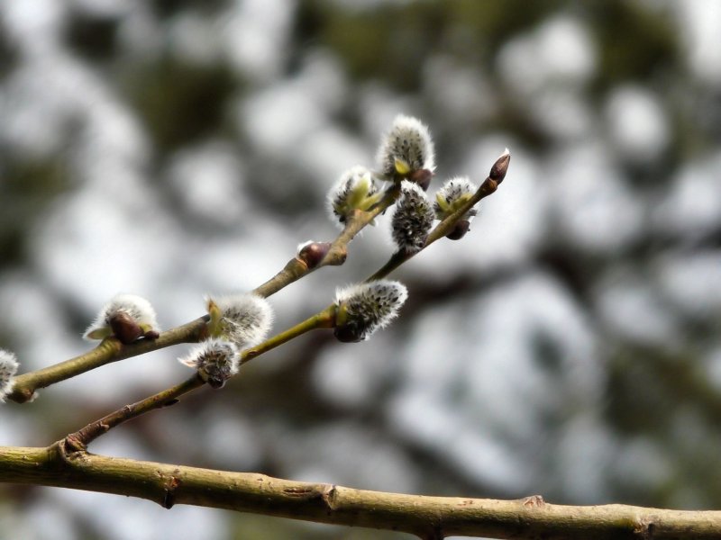 Ветка вербы