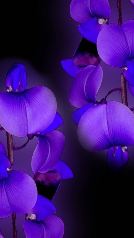 Сине фиолетовые цветы