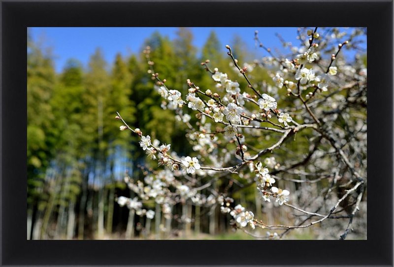 Обои на рабочий стол Весна ранняя