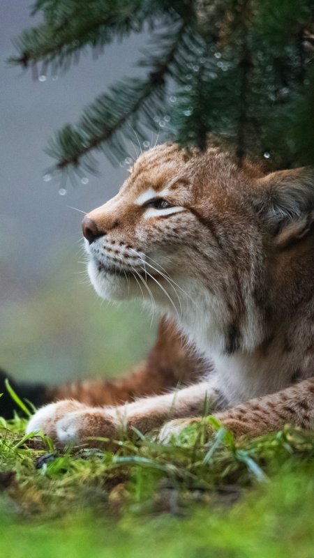 Беловежская пуща Рысь