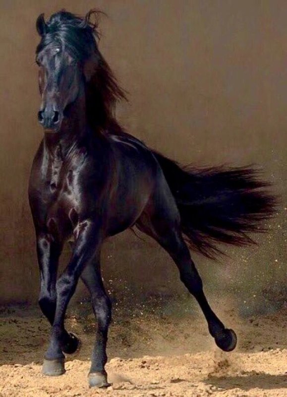Черная Вороная лошадь