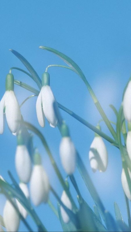 Весенние цветы