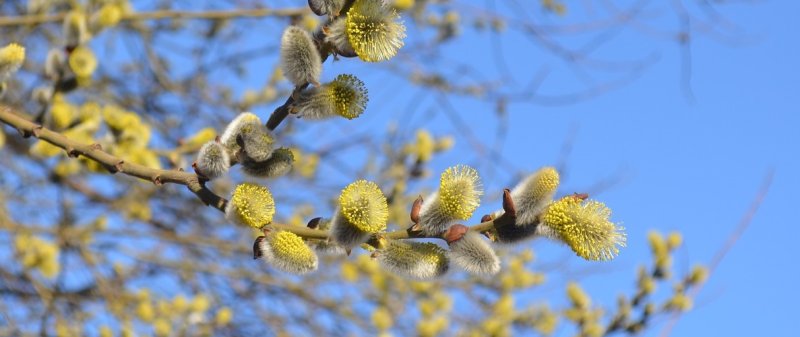 Верба куст цветет