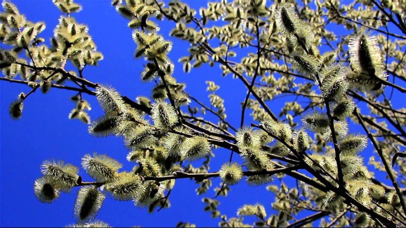 Верба и ольха