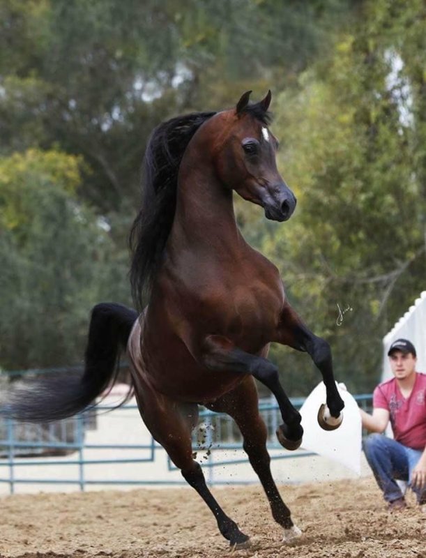 Гнедой арабский скакун