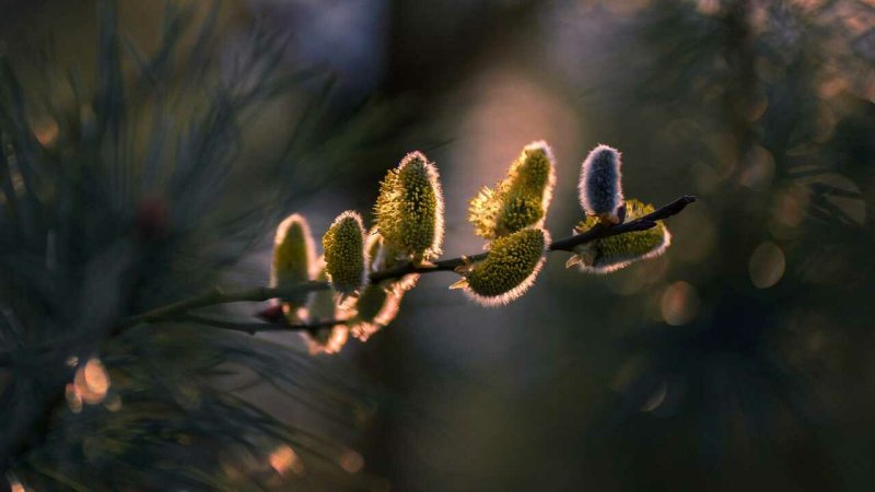 Веточка вербы