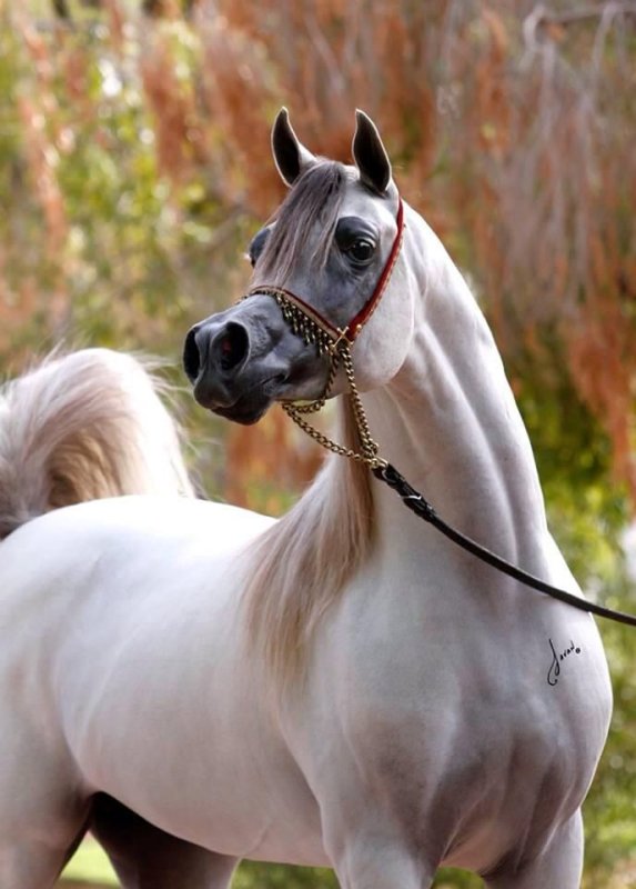 Арабская лошадь (арабский скакун)