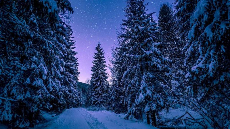 Ночной зимний лес