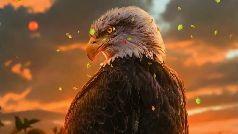 Белоголовый Орлан анфас