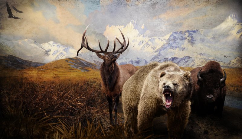 Фон для охотника