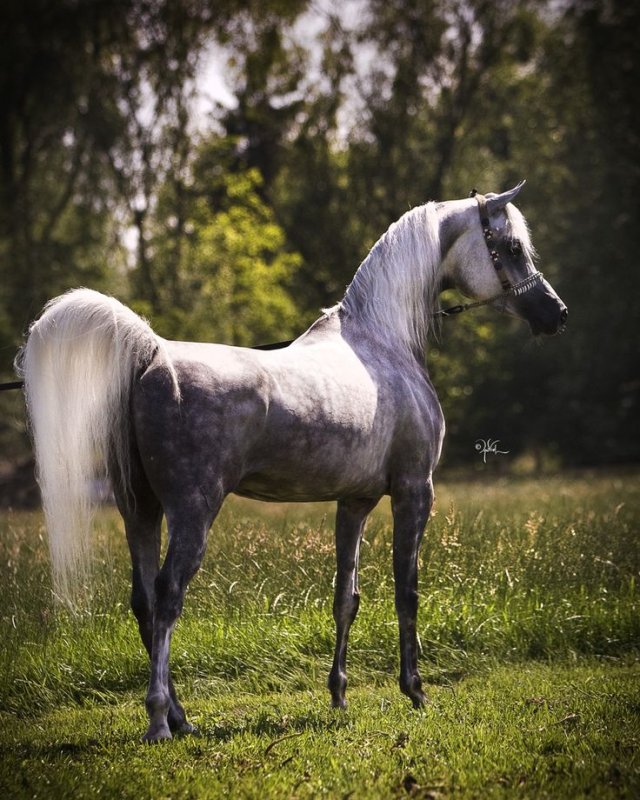 Лошади породы арабская чистокровная