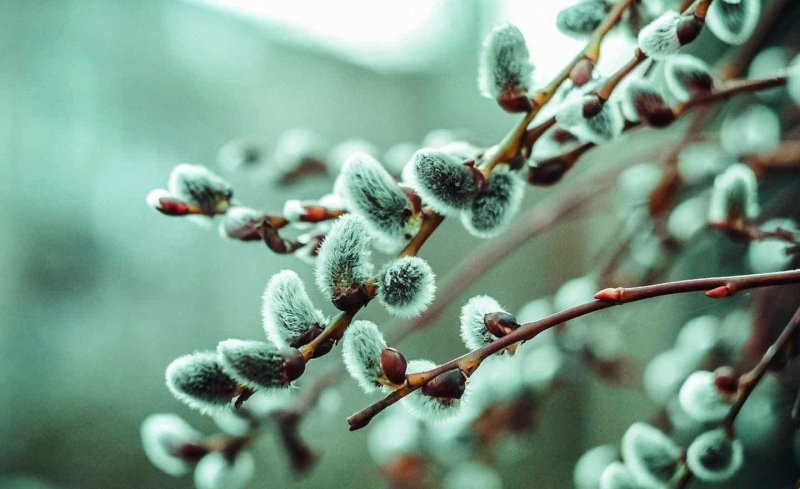 Весна Верба