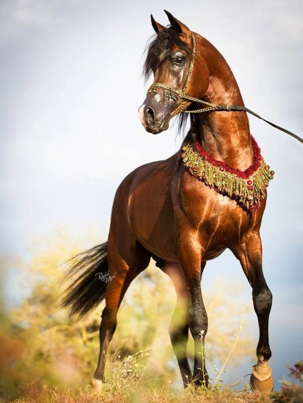 Арабская Скаковая лошадь