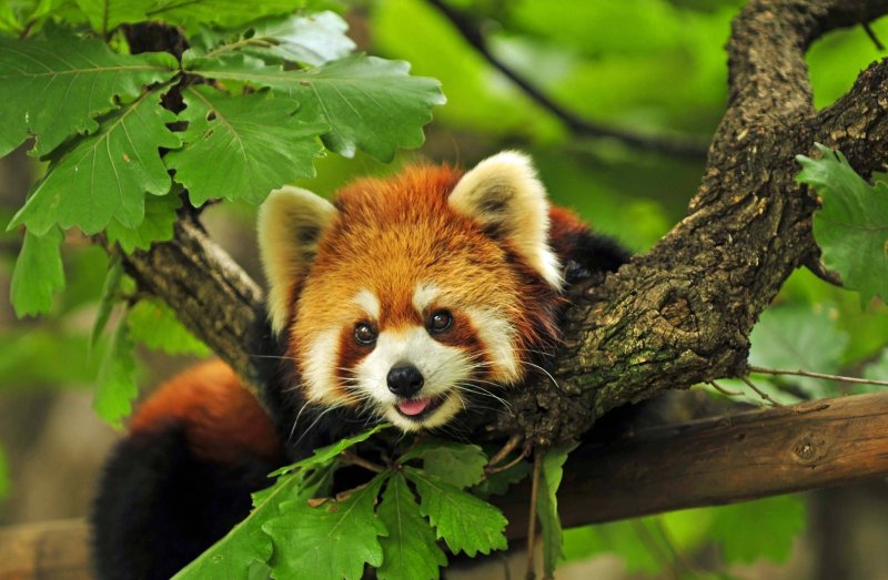 Малая Панда (Ailurus Fulgens