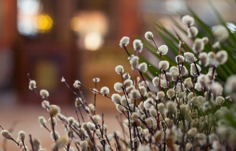 С Вербным воскресеньем