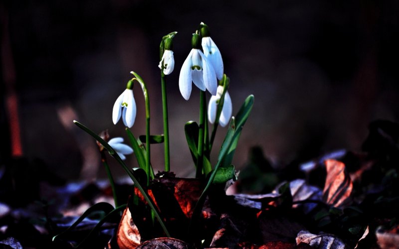 Красивые подснежники
