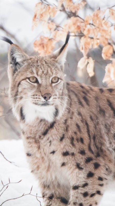 Красивая Рысь