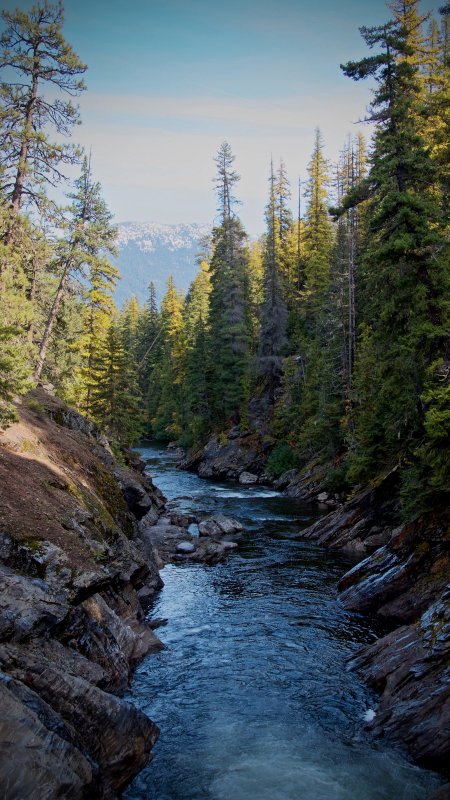 Река в лесу