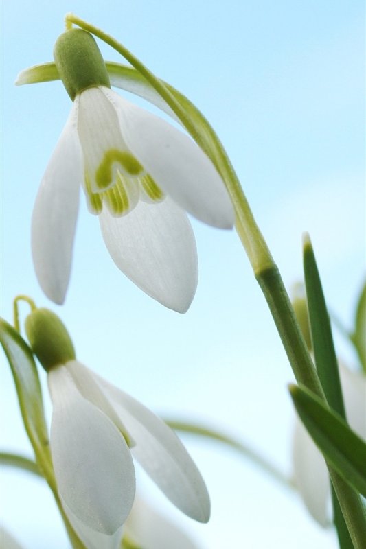 Весна подснежники