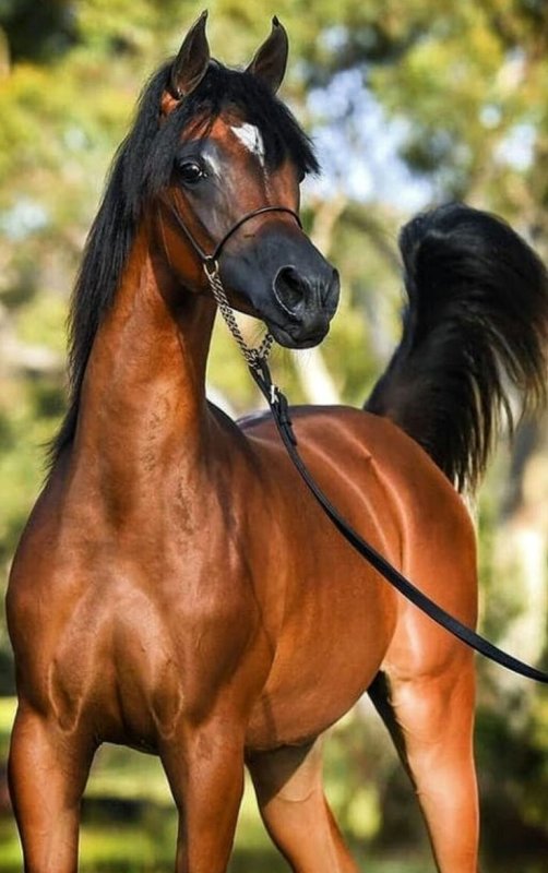 Лошади породы арабская чистокровная