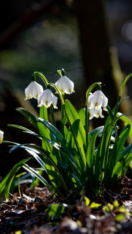 Весна подснежники
