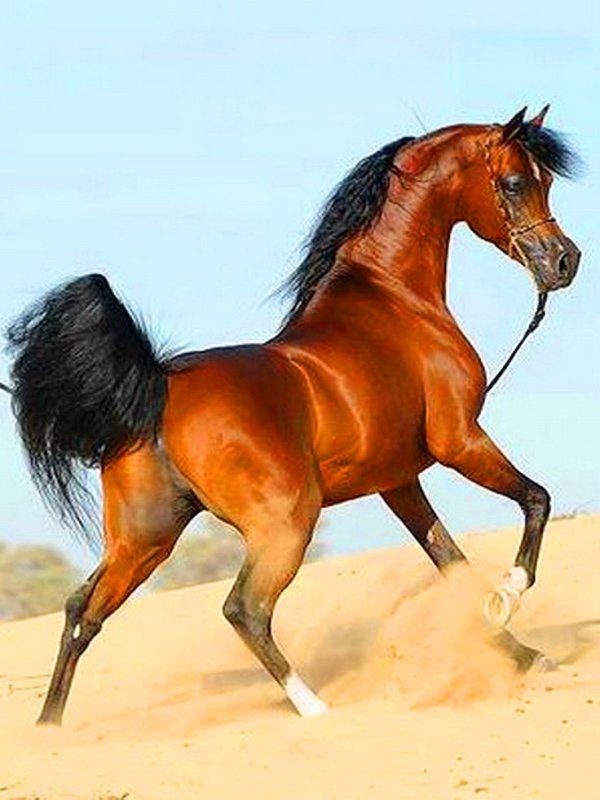 Арабская чистокровная сиглави