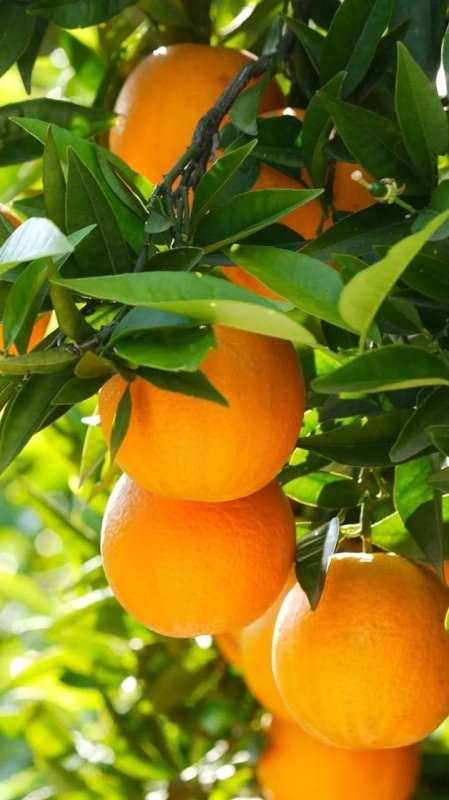 Апельсиновое дерево