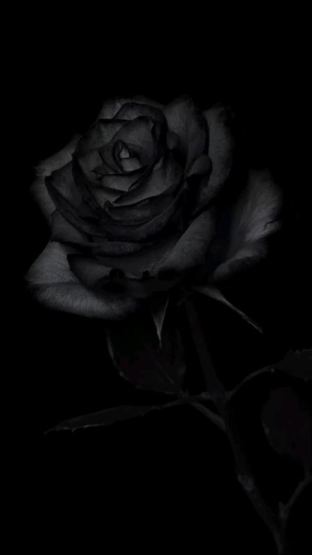 Черная роза