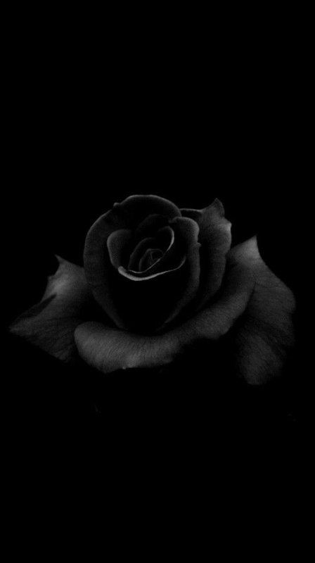 Маленькая роза на черном фоне