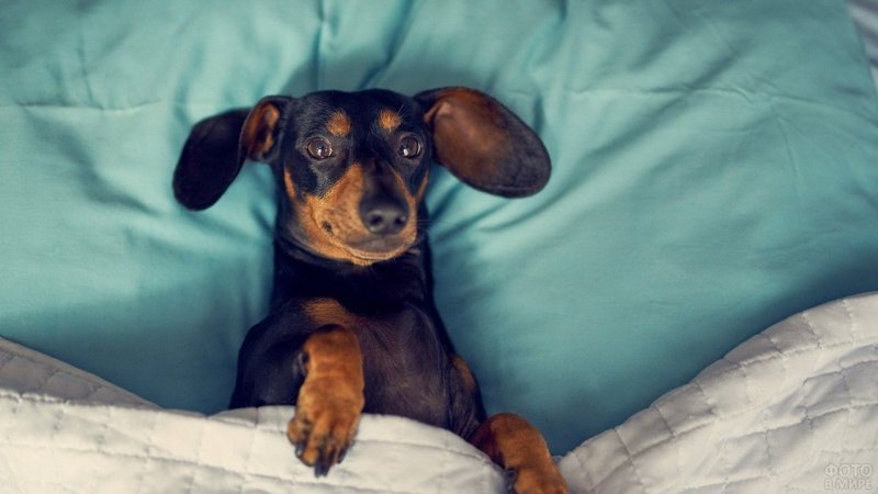 Щенки таксы