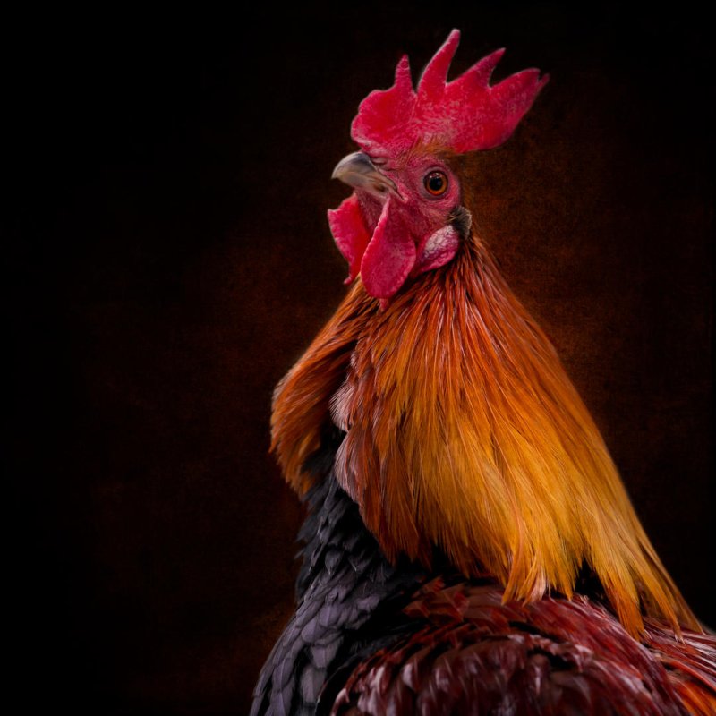 Кукарекай петух