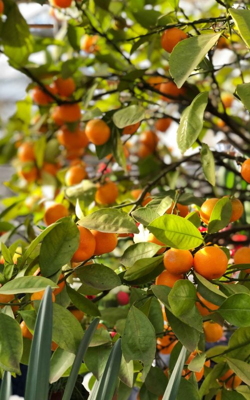 Мандарины с листочком