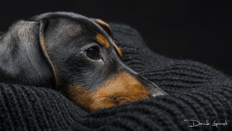 Такса собака