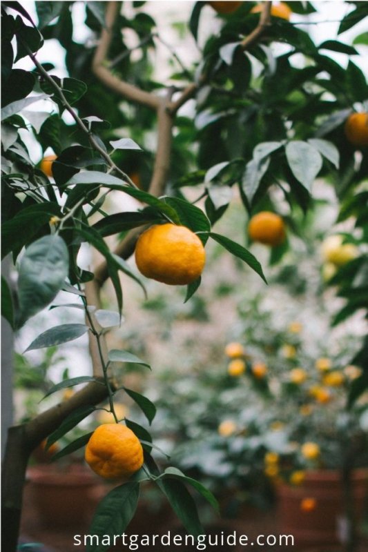 Апельсин на ветке