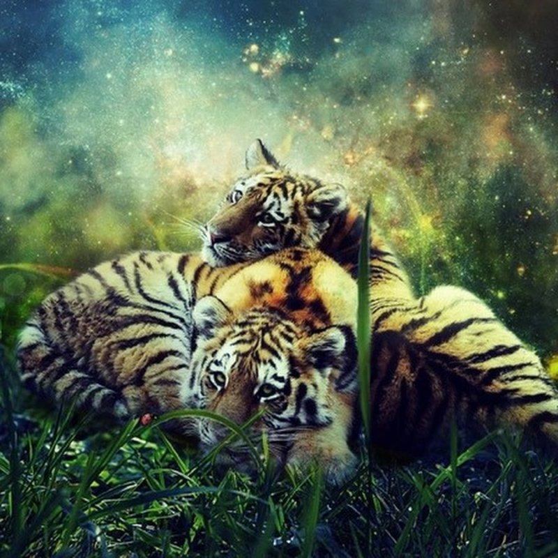 Красивый Тигренок