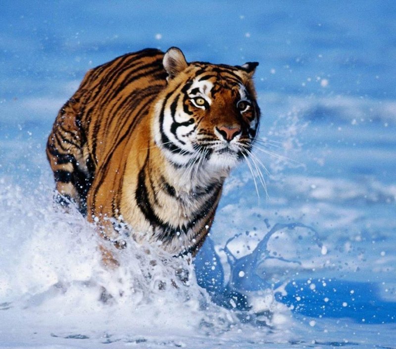 Амурский тигр в снегу