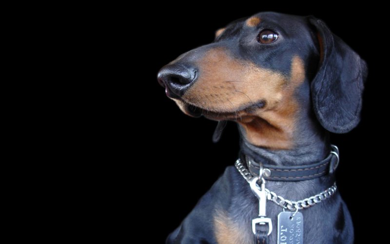 Доберман и такса