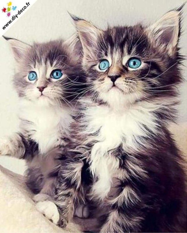 Красивые котики