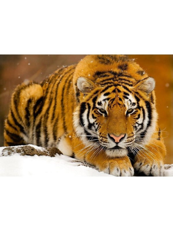 Тигр на заставку