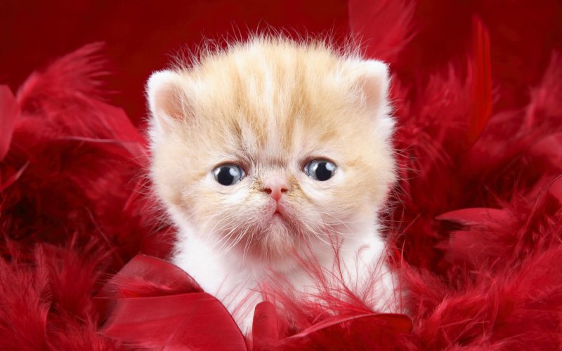 Красивые котята