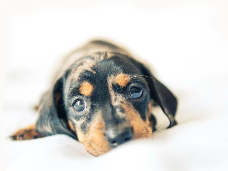 Щенок таксы белый