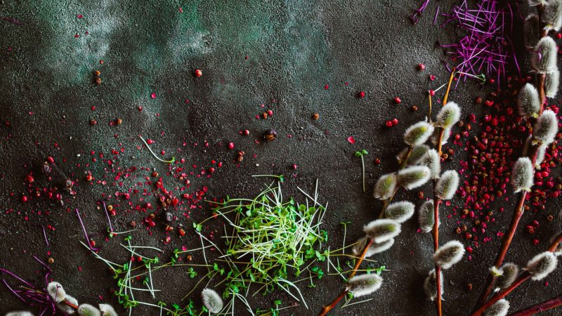 Верба растение