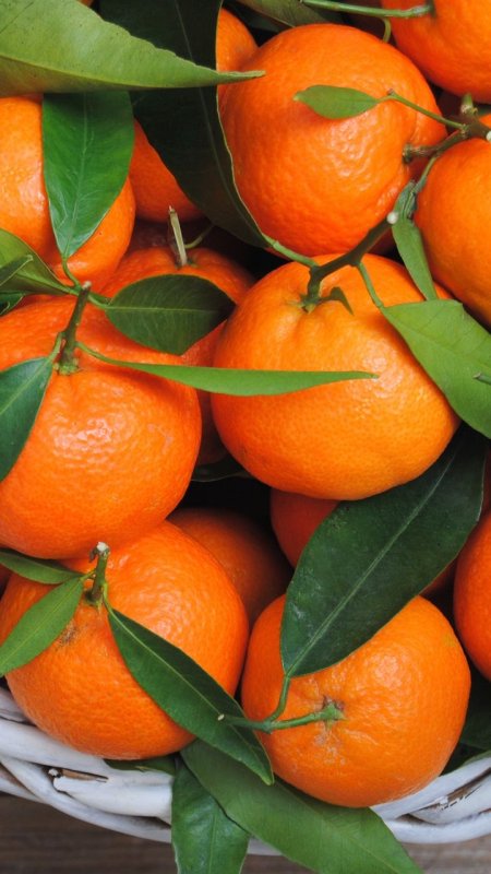 Мандариновое дерево Танжерин
