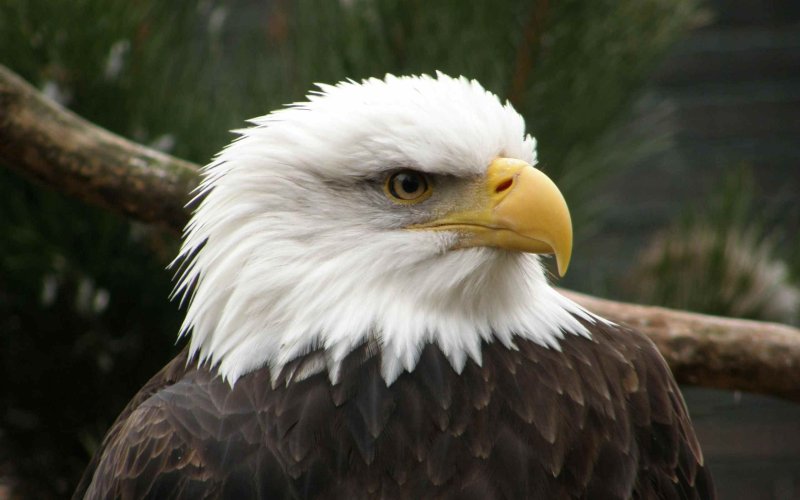 "Белоголовый Орлан"