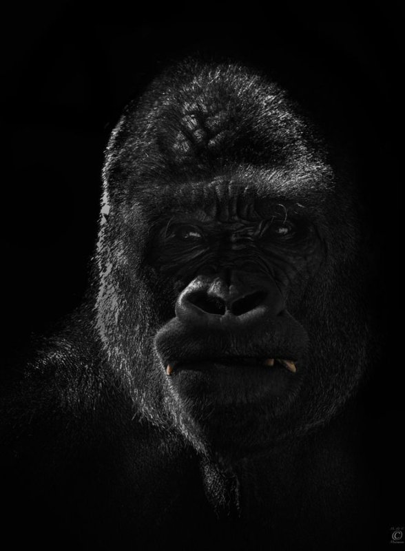 Обезьяна Кинг Конг