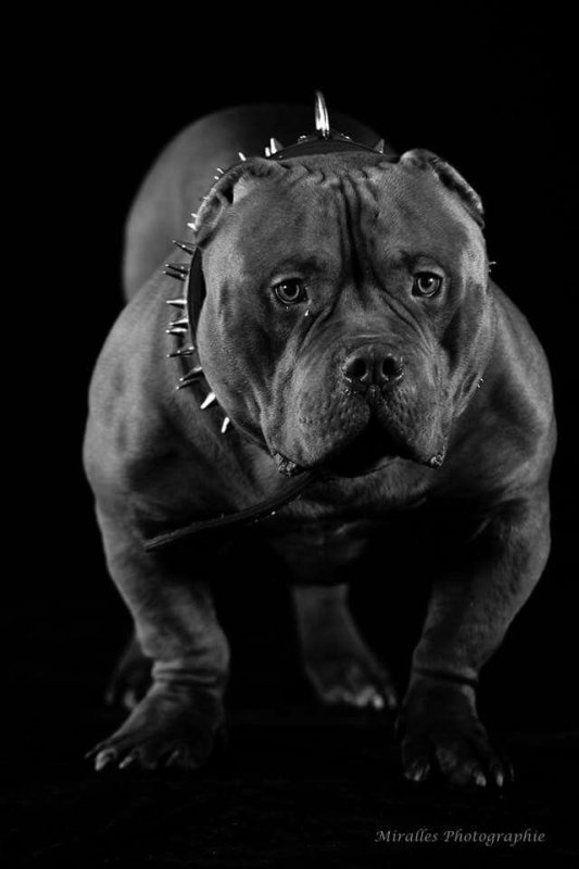 Кане Корсо бойцовская