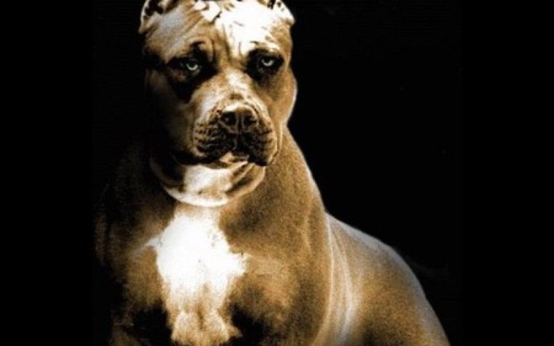 Бойцовский стаффордширский терьер