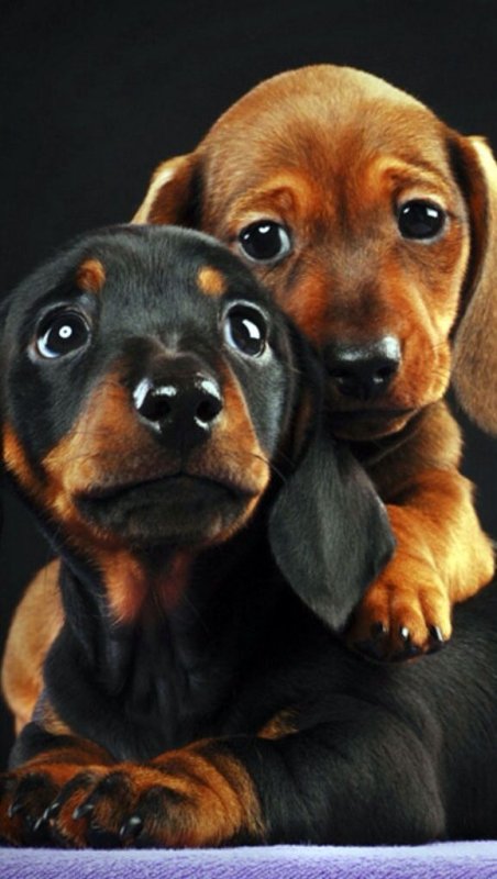 Милые щенки