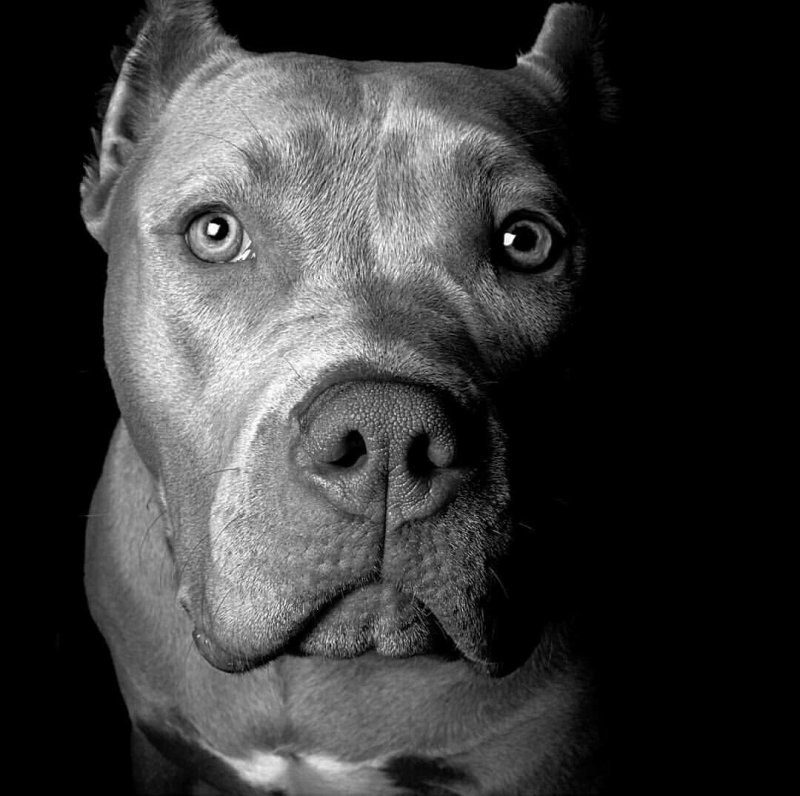 Питбуль американский питбуль