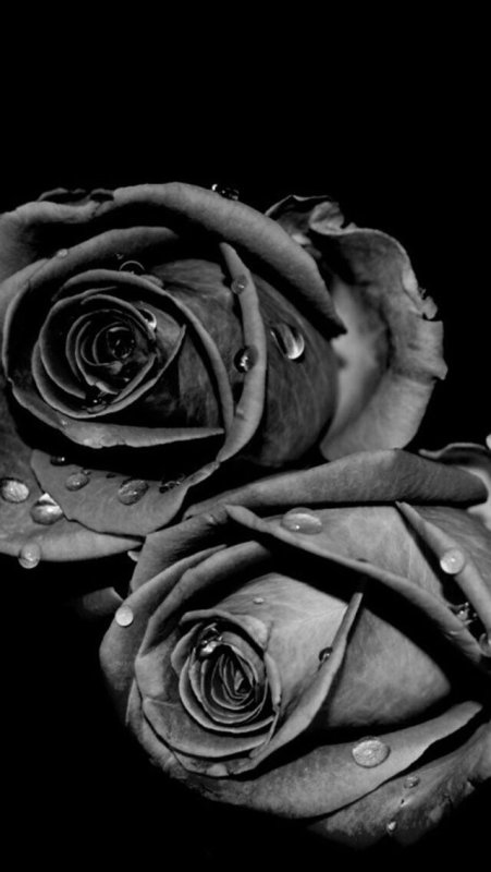 Черная роза